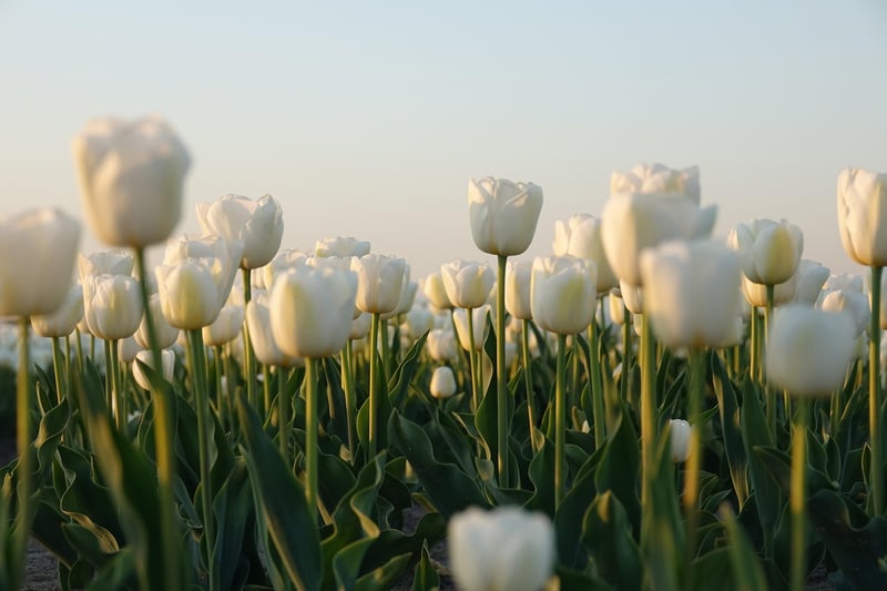 Netherlands Tulip Field